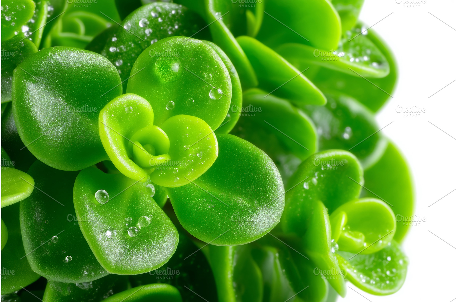 Fresh micro-green seedlings are, a Nature Photo by ZinetroN