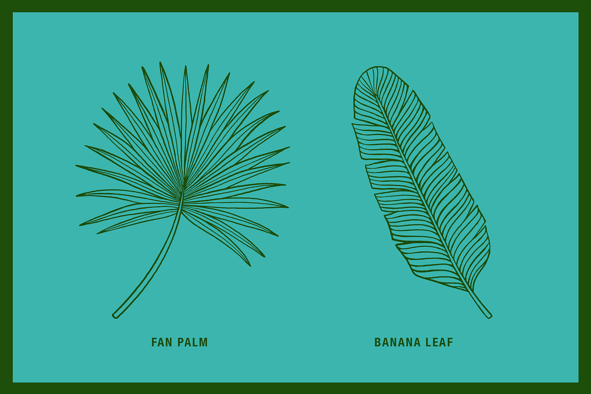 Vintage Tropical Flora Illustrations, an Object Illustration by Jaclyn Caris (Photo 8 of 15)