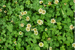 Fresh clover patches populate the, a Nature Photo by darksoul72
