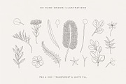 Australian Botanical Illustrations, a Decorative Illustration by rouxsupplyco (Thumbnail 5 of 13)