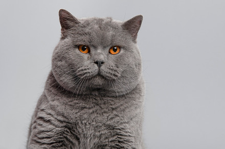 Grey male british shorthair cat