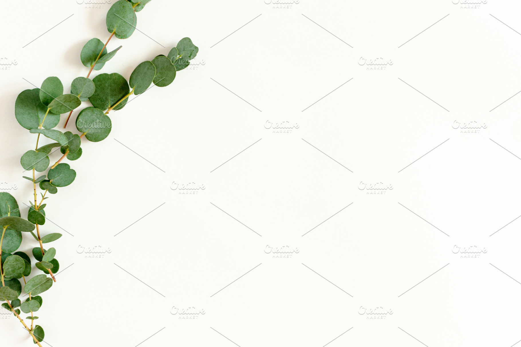 Frame made of eucalyptus, an Arts & Entertainment Photo by rorygez fresh