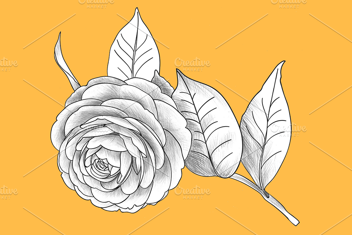 Camellia japonica, an Object Graphic by VictoriaKStudio (Photo 2 of 6)
