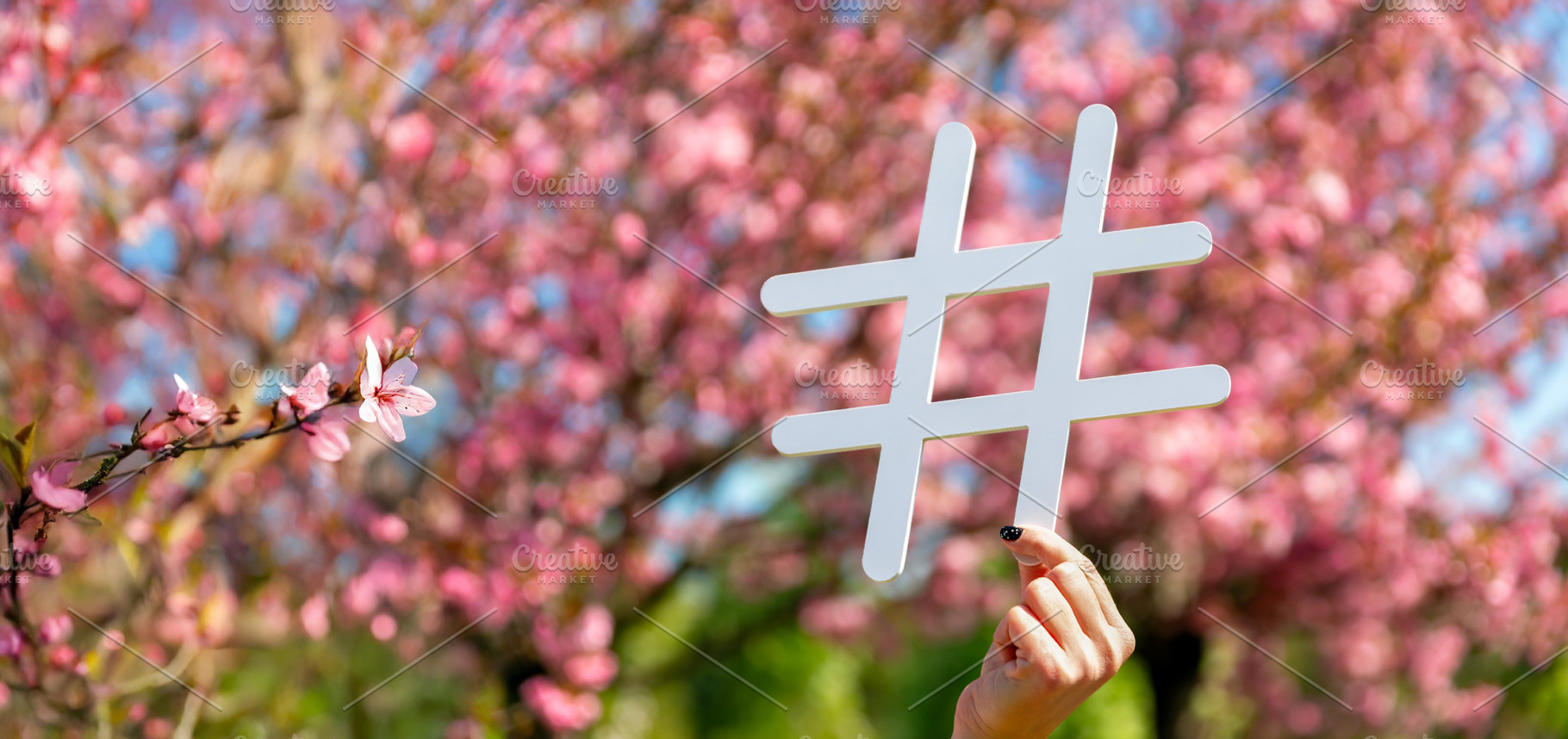 Hand holding white hashtag sign with pink cherry blossoms in ful, a Nature Photo by Ales Munt