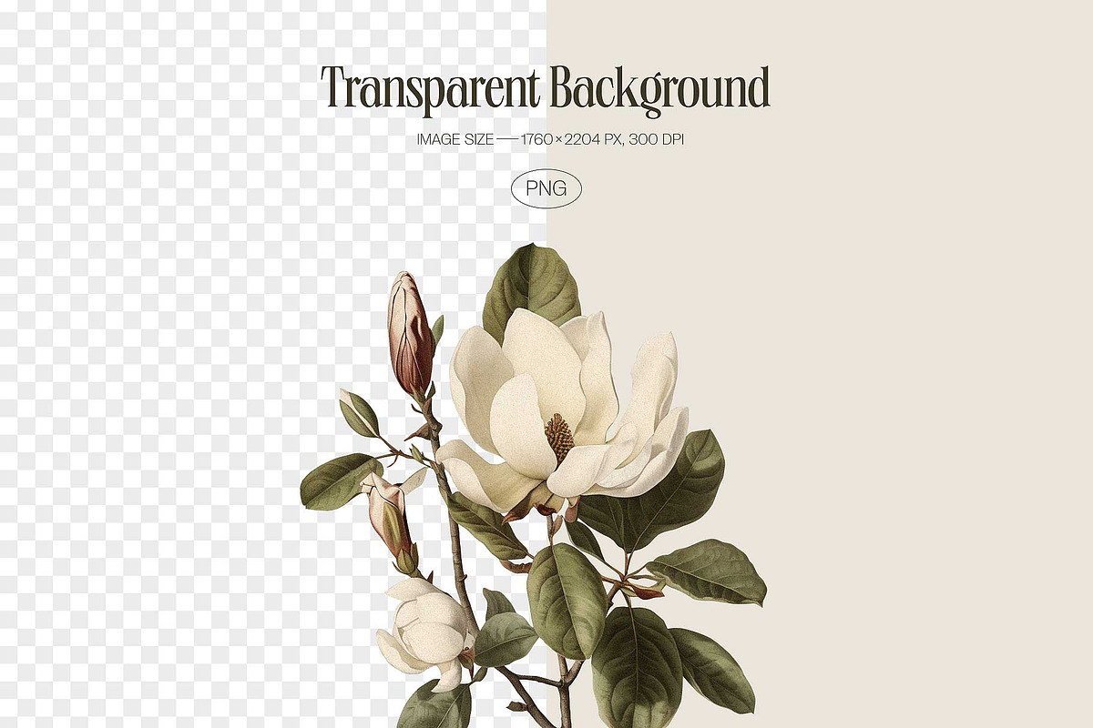 Magnolia - botanical illustrations, a Decorative Illustration by AI Crafted Magnolia (Photo 2 of 11)