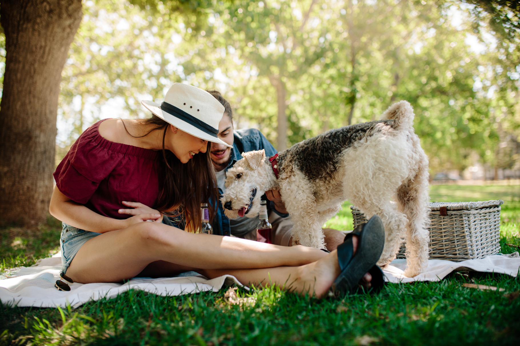 Couple playing with dog on picnic, a Person Photo by Jacob Lund