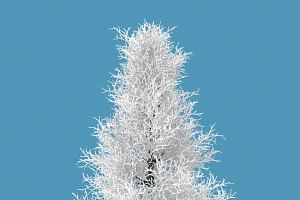 Snow Tree