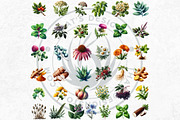 100 Medicinal Herbs clipart Set, a Decorative Illustration by ThatsDesignArt (Thumbnail 7 of 10)