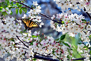 Butterfly Blossom, a Nature Photo by KABSPHOTOGRAPHY (Thumbnail 2 of 2)