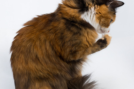 Multicolored young cat on a white b stock photo containing cat and pet, an Animal Photo by oleghz