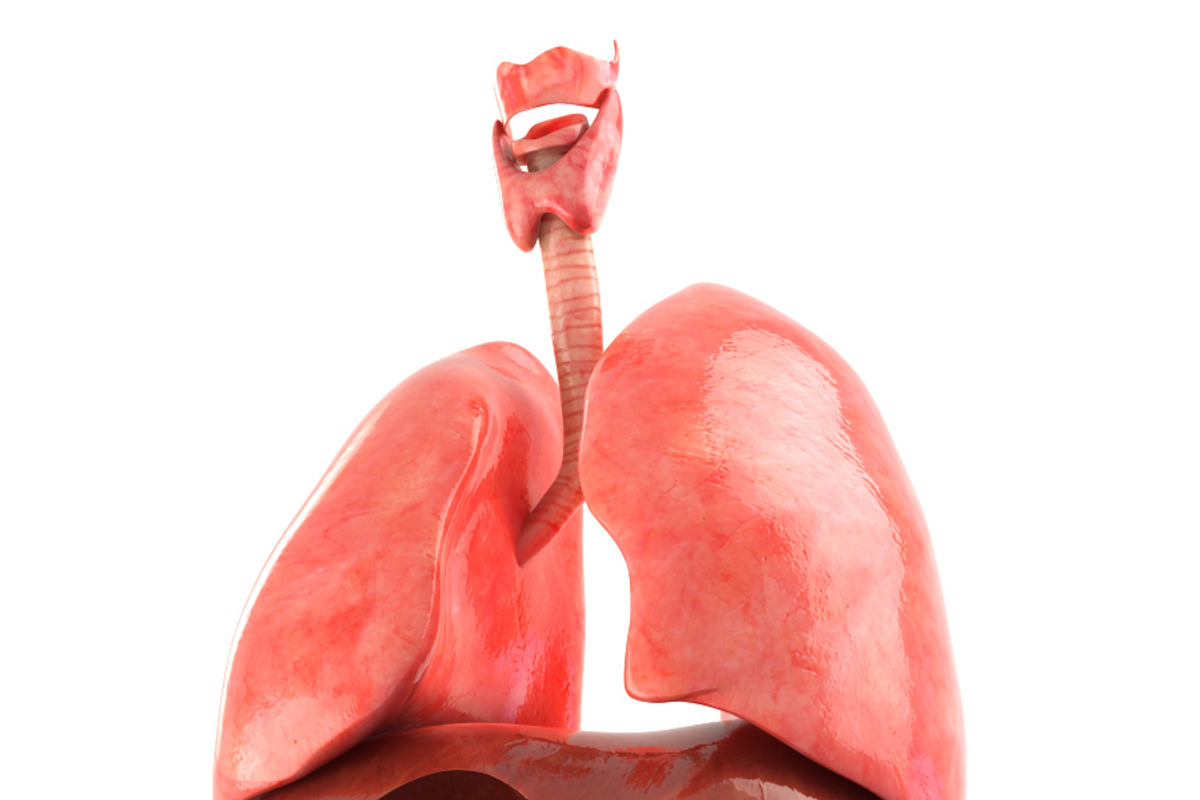 Lungs animated, a Characters & Person 3D Model by konstantin.ermolaev (Photo 2 of 13)