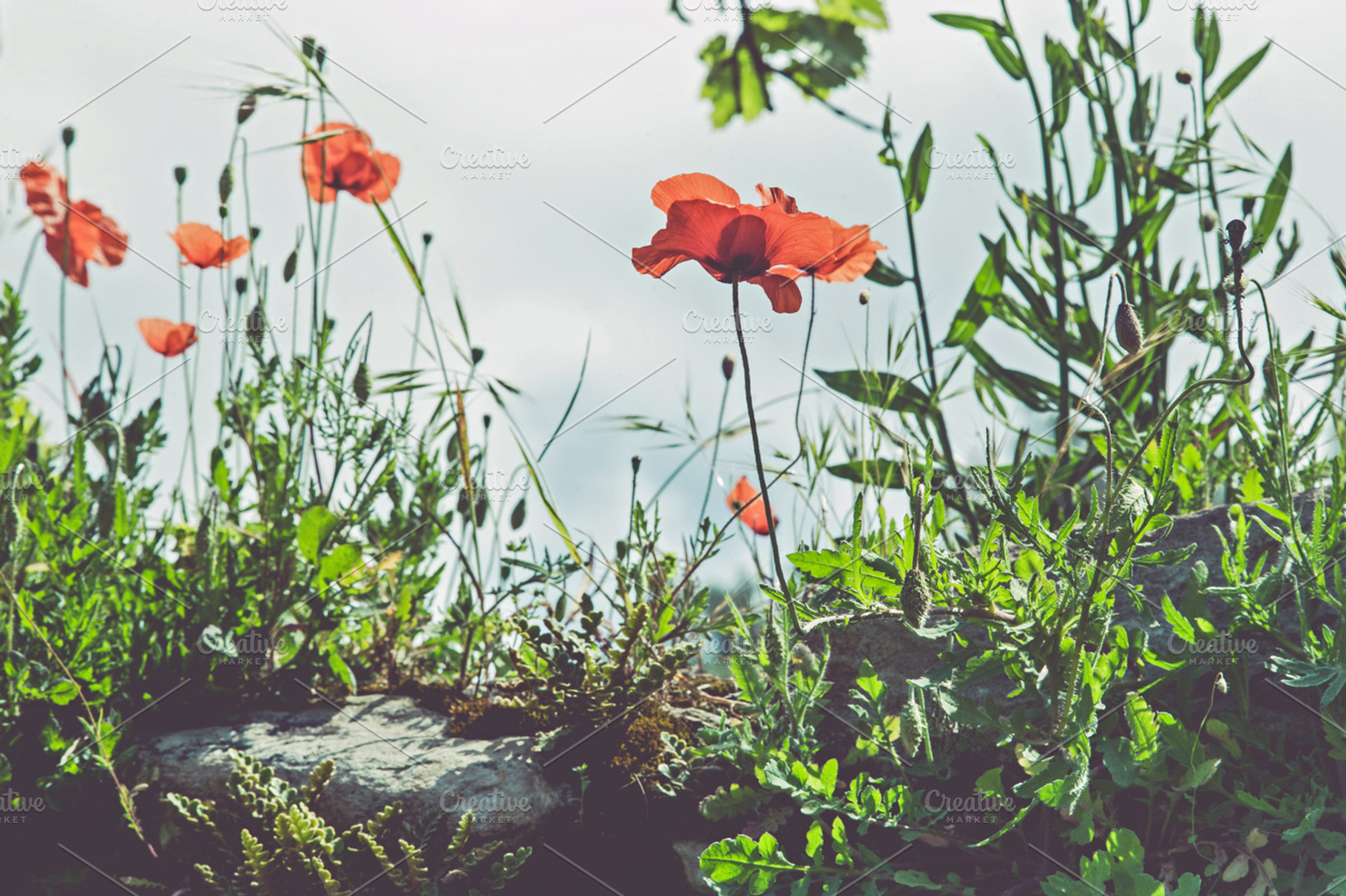 Iseeyouphoto maypoppies featuring poppy, poppies, and flower