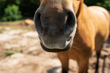 Dark bay horse in paddock on a sunny day, horse portrait, muzzle. Beautiful pet, an Animal Photo by Artsaba Family