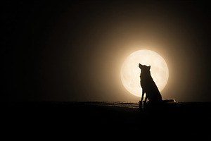 Silhouette of a lone wolf howling against a bright full moon in, an Animal Photo by Ales Munt