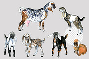 Anglo Nubian Goats: 16 Illustrations, an Animal Illustration by FineArt (Thumbnail 5 of 6)