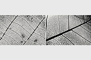 Leaf Veins Textures, a Texture Graphic by Creativetacos (Thumbnail 4 of 4)