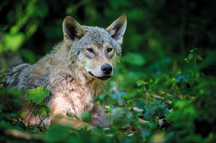 Wolf in summer forest. Wildlife scene from nature. Wild animal i