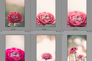 Dreamy Flower Fields Photo Bundle, a Nature Photo by Munopia (Thumbnail 4 of 5)
