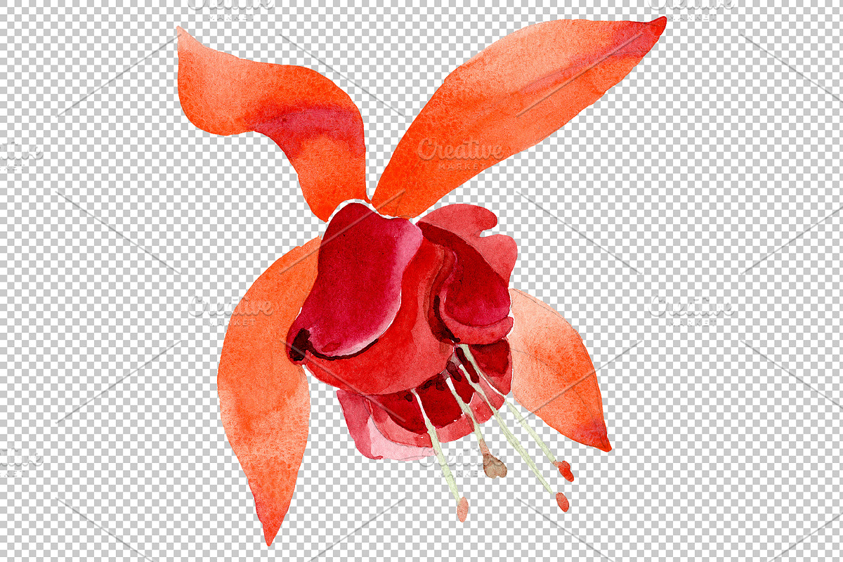 Orange Fuchsia Watercolor png, an Illustration by WatercolorPNG.com ...