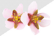 Pink almond blossoms, an Object Graphic by Fruits+Veggies (Thumbnail 5 of 9)