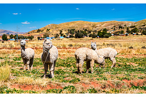 Alpacas near Lake Titicaca in Peru, an Animal Photo by Leonid Andronov