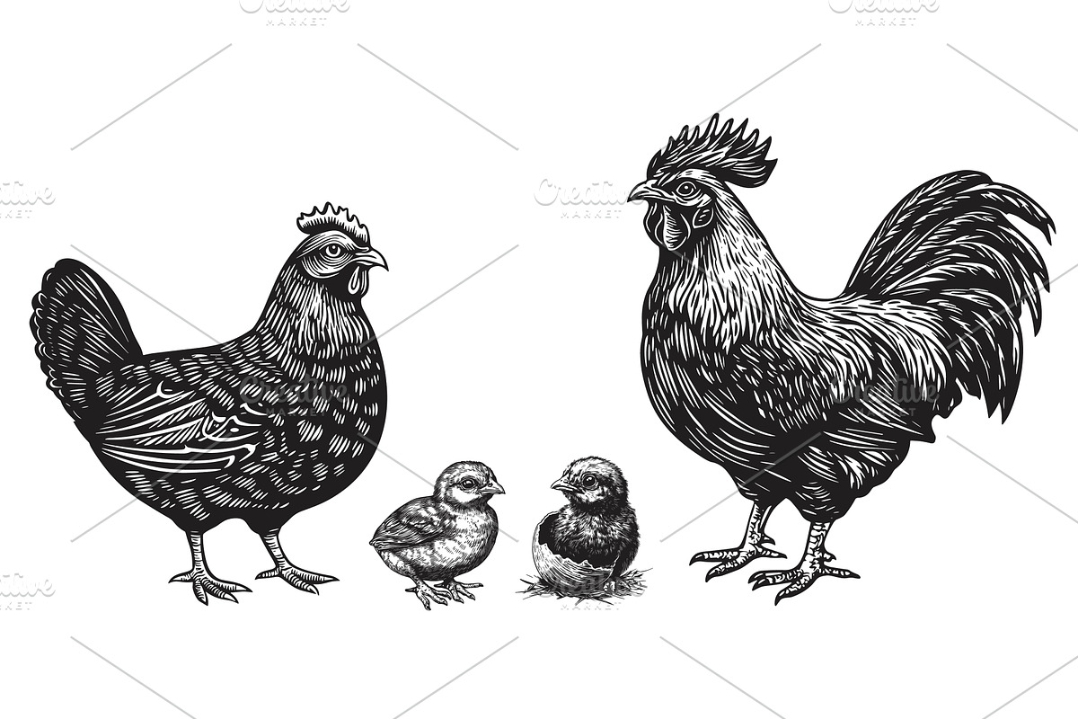 Hen chicken and rooster cock, an Animal Illustration by Valerie Bodnar