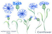 Watercolor blue cornflowers Clipart, an Illustration by EshaStudio (Thumbnail 2 of 2)