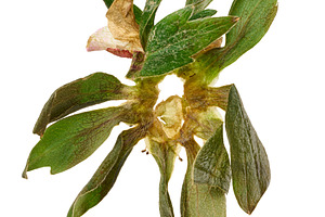 Green sepals and leaves of a strawberry arranged in a circle on, a Food & Drink Photo by ndanko
