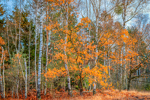 autumn forest among fields, a Photo by Pictures for you!!!!!!!!!