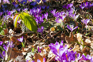 Violet Crocus heuffelianus (Crocus vernus) flowers in spring for