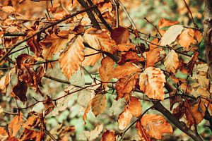 Autumn leaves featuring leaf, nature, and dry