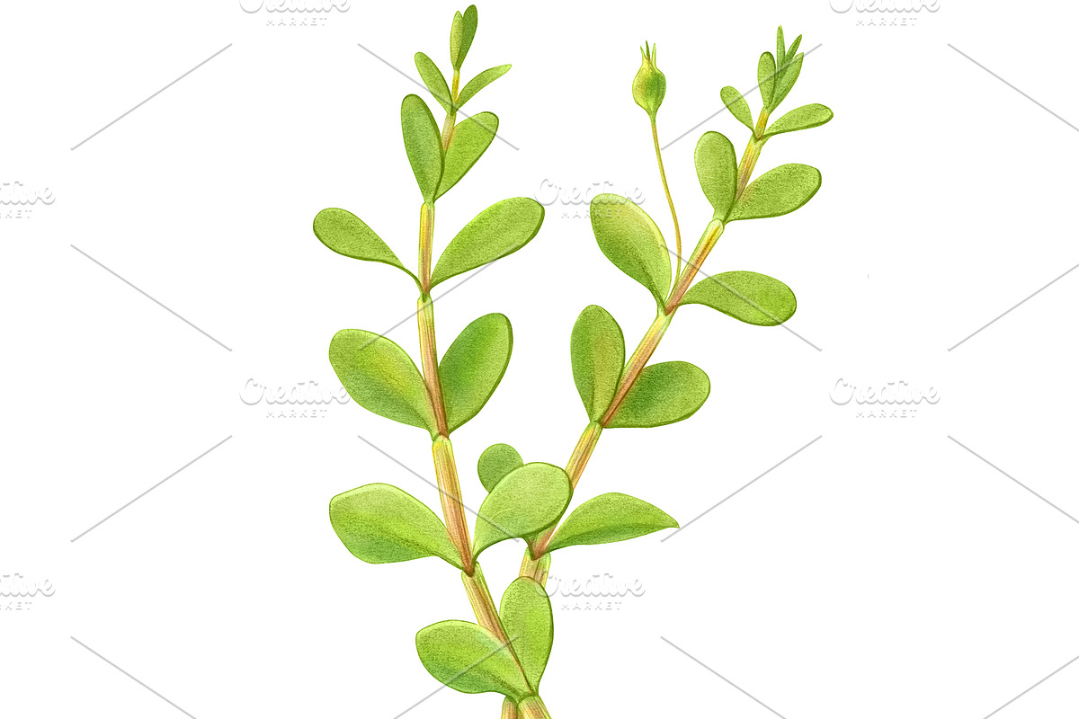 Bacopa Botanical Illustration Set, an Illustration by Anna Repp Illustration (Photo 6 of 7)