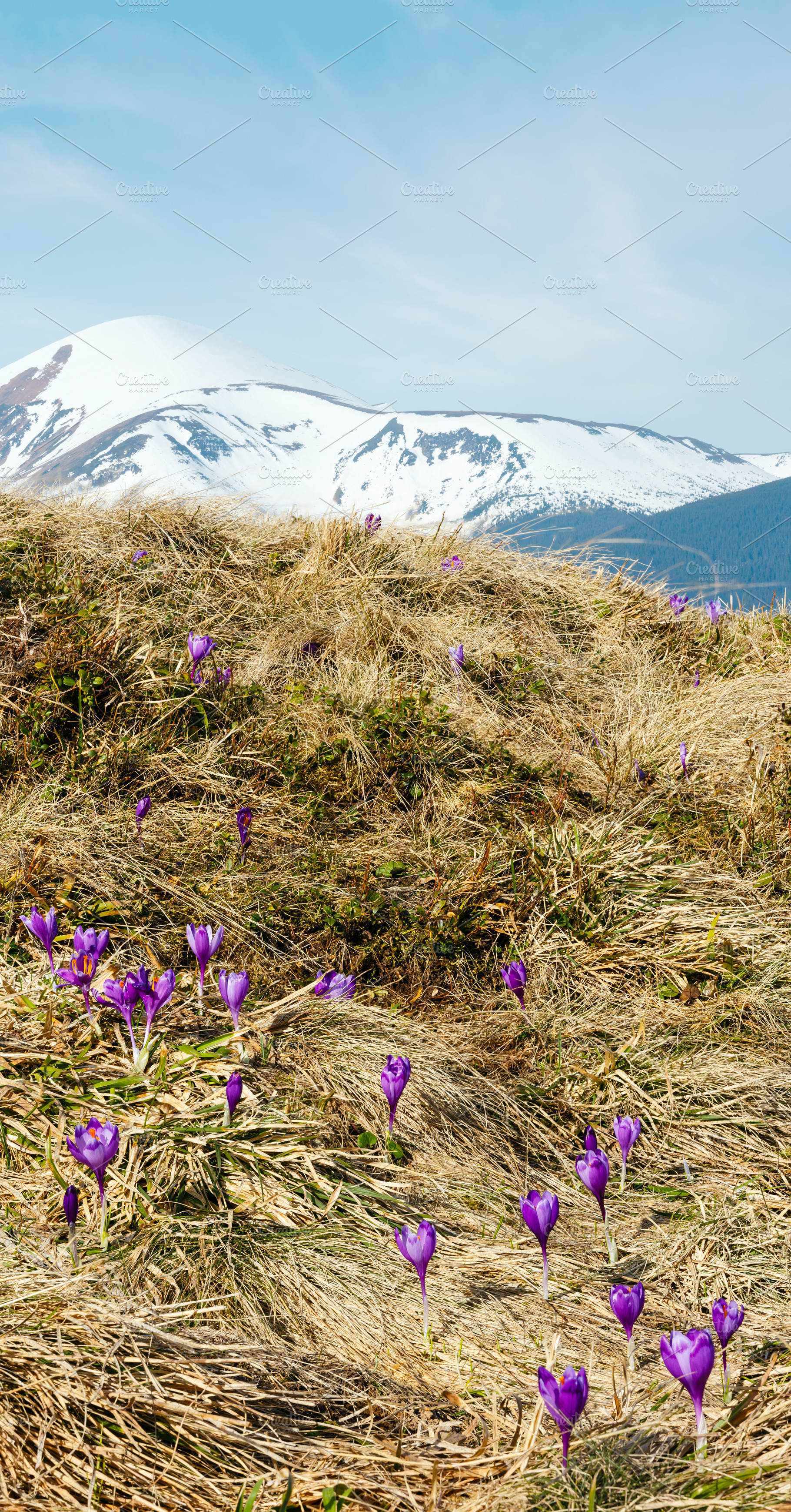 Purple Crocus flowers in spring mountains., a Nature Photo by YuriyB
