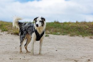 Wet Border Collie dog with a black h, an Animal Photo by Perpis