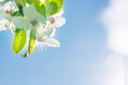 Branch with white flowers, a Nature Photo by Vapi