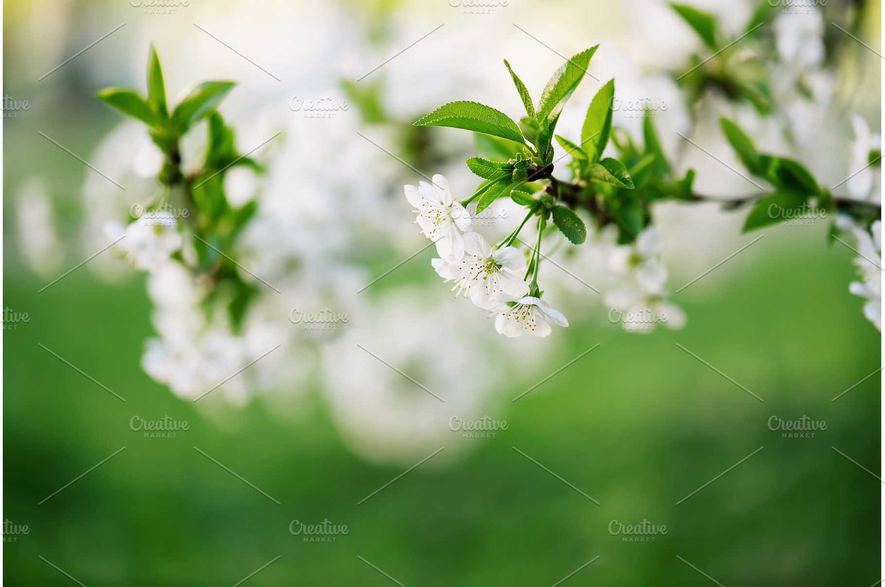 Cherry flowers frame, a Nature Photo by Nature and travel