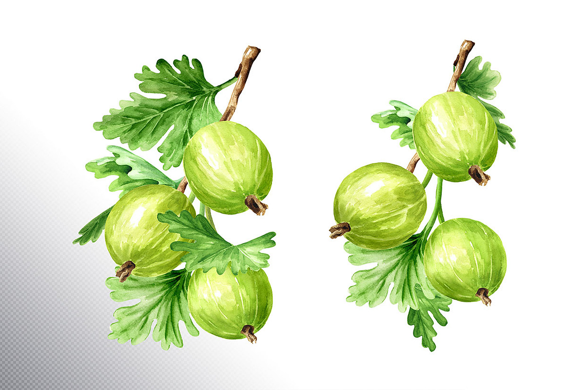Amber Gooseberry. Watercolor set, a Food Illustration by Daria Ustiugova (Photo 14 of 23)
