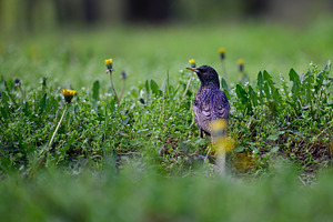 A starling with colorful, shiny plumage stands with its back to, an Animal Photo by ndanko