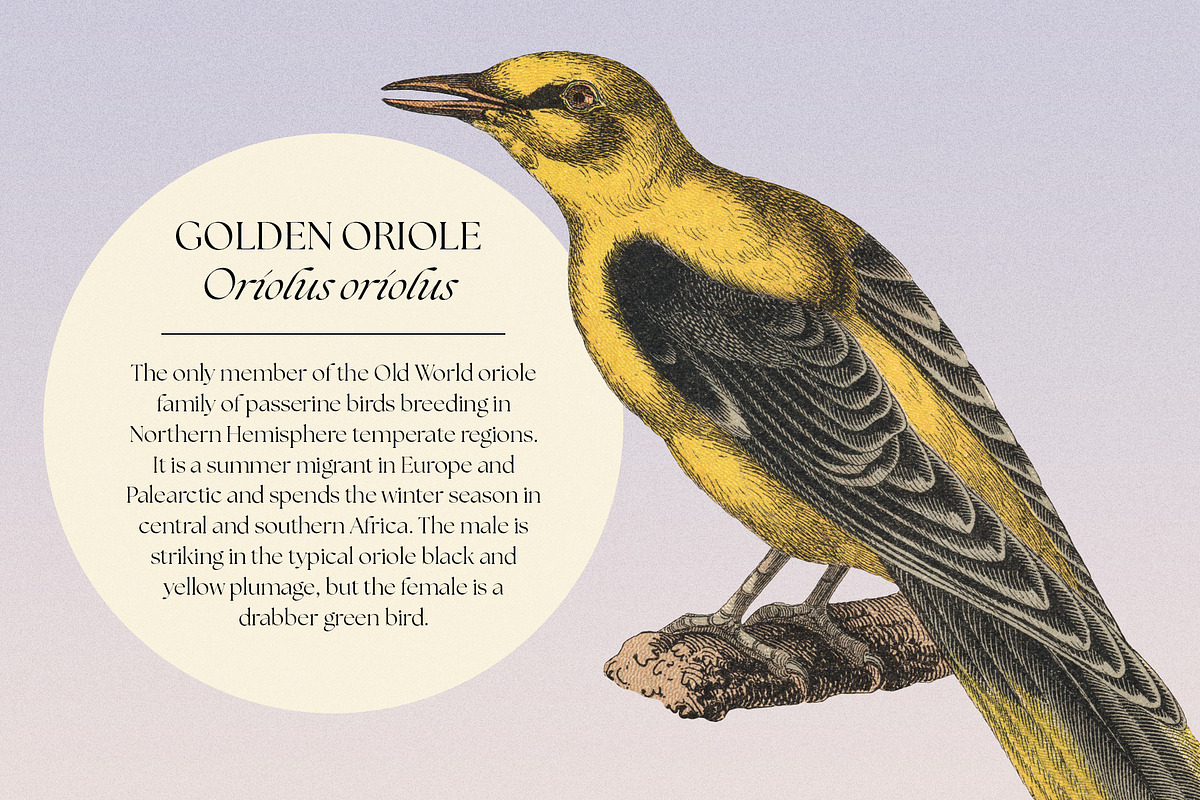 122 Vintage Illustrations of Birds, an Animal Illustration by Graphic Goods (Photo 12 of 14)