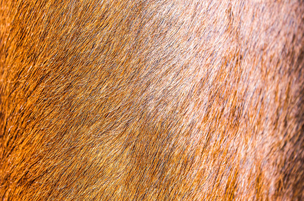 Cow leather texture featuring cow, texture, and skin, an Abstract Photo by Sofiart
