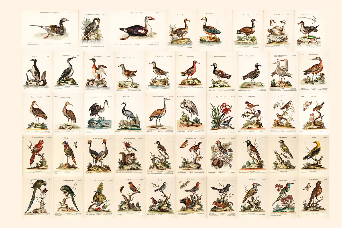 100+ Johann Michael Seligmann, an Animal Illustration by Digital Museum (Photo 2 of 10)