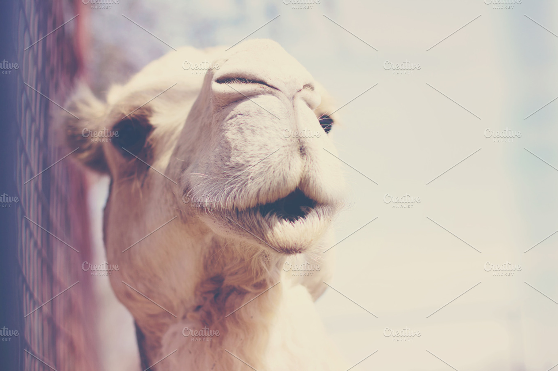 Hump Daaay!
