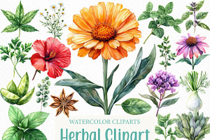 Watercolor Herbal Clipart Bundle, an Illustration by Craft Nest