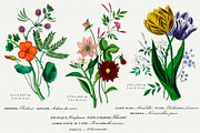 Flore des Dames Vintage French, an Illustration by French Kiss Collections (Thumbnail 3 of 16)
