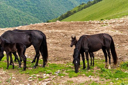 Group horses, including foal, an Animal Photo by Elena Vagengeim