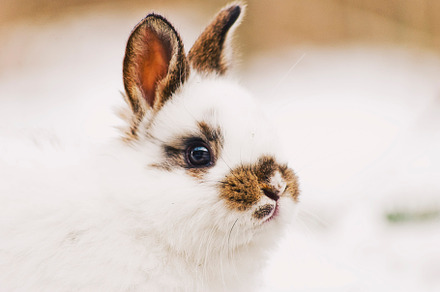 Cute bunny featuring bunny, easter, and cute