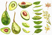 Avocado in botanical style, a Food Illustration by Ann Astro (Thumbnail 6 of 13)