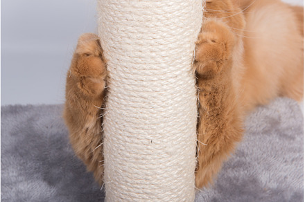 Red cat sharpens its claws on the, an Animal Photo by COLORFUL