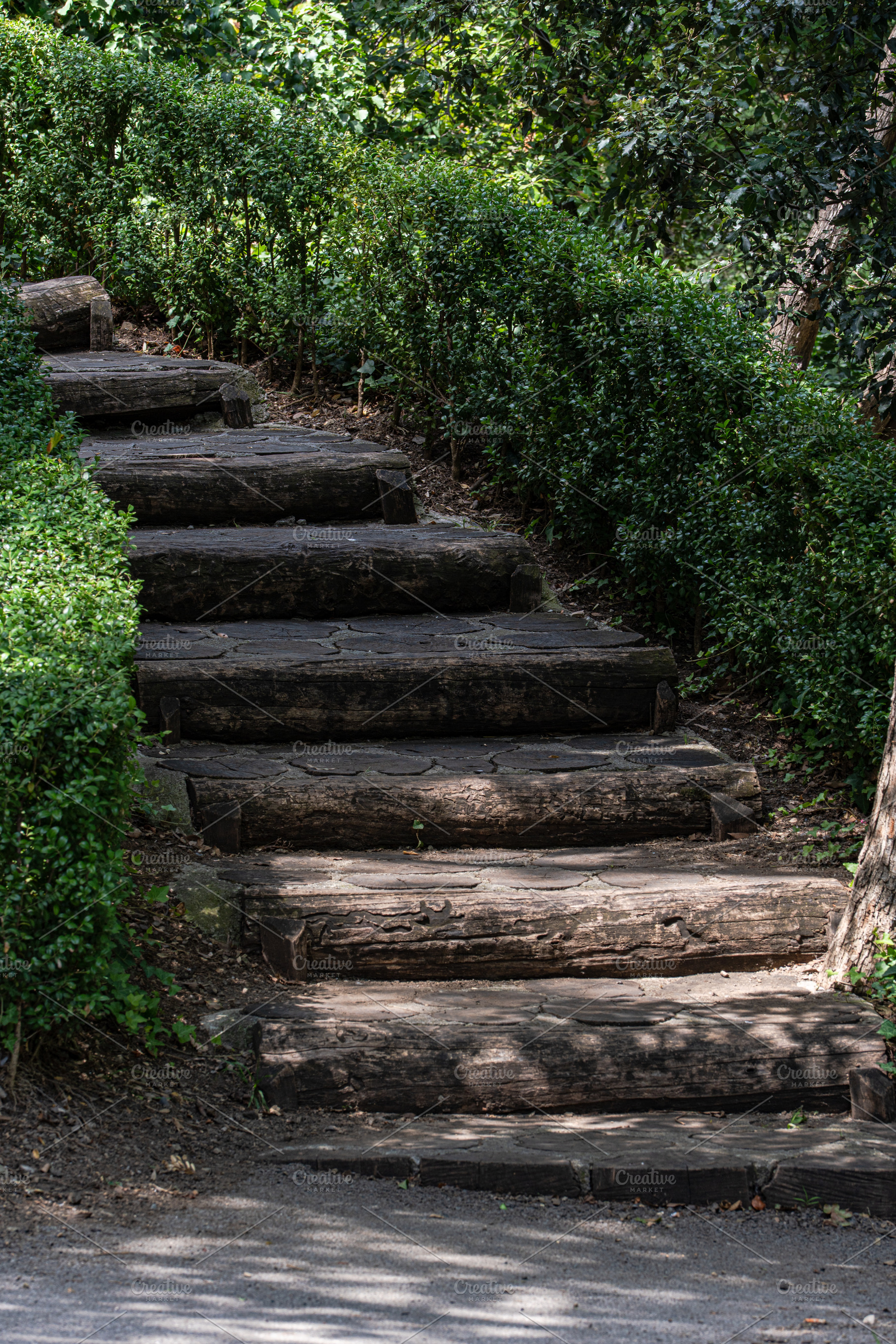 Stepway in the summer forest, a Nature Photo by Anna Bogush