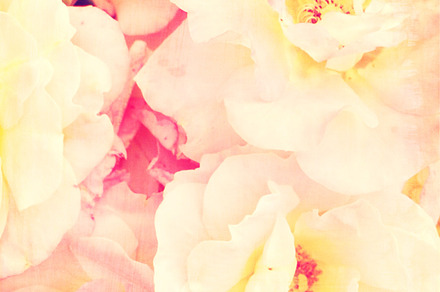 Pink roses containing flower photography, pink flowers, and pink roses